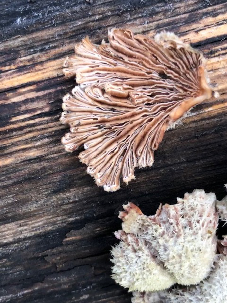 Photo by Penny Cullington Schizophyllum commune by Penny Cullington